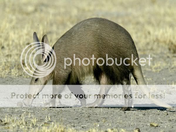 aardvark_432_600x450.jpg