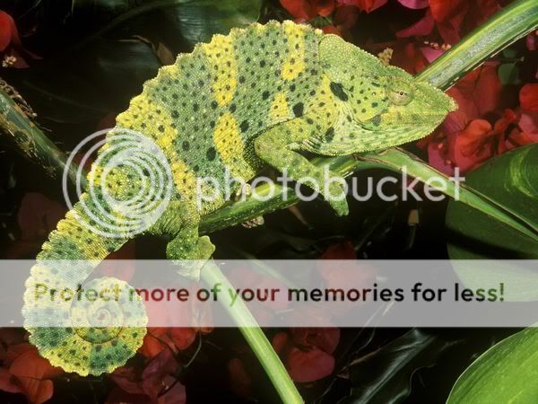 meller-chameleon_628_600x450.jpg