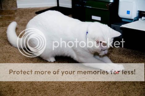 White cat laser