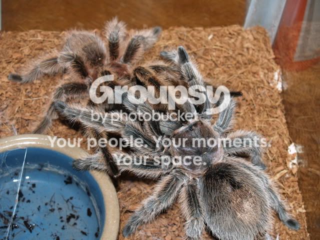 Tsbreeding037.jpg