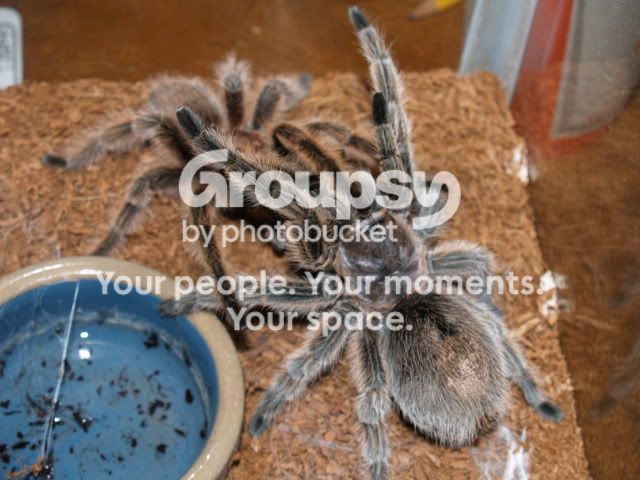 Tsbreeding038.jpg