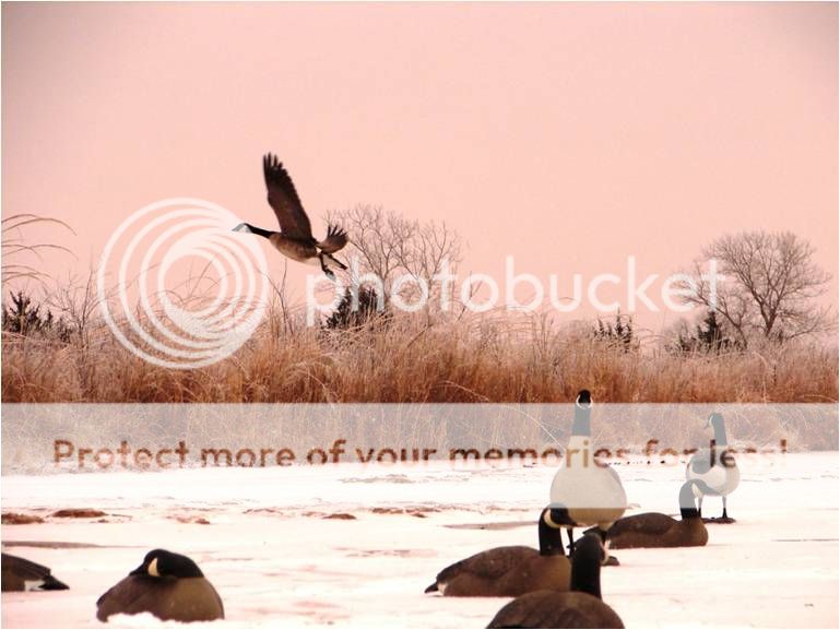 Blind Bag Essentials Duck Hunting Forum