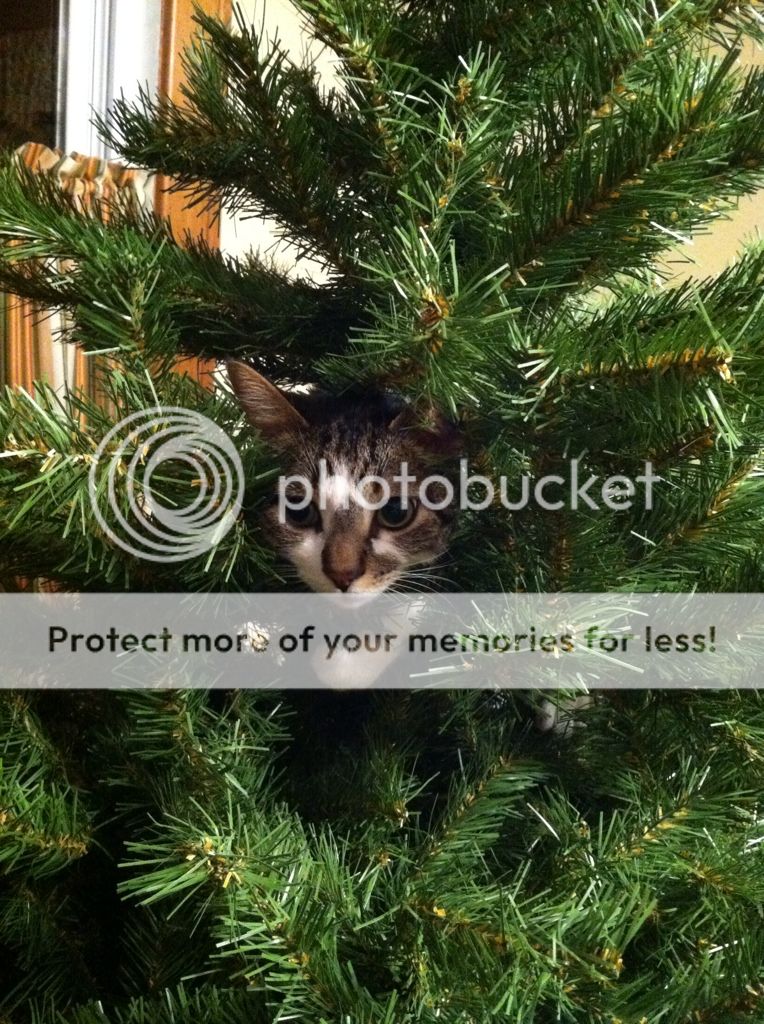Posted Image