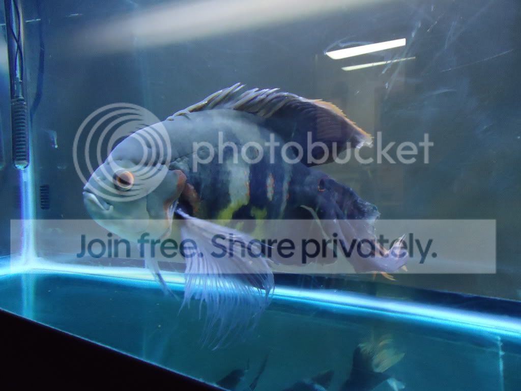 Oscar fish has ich